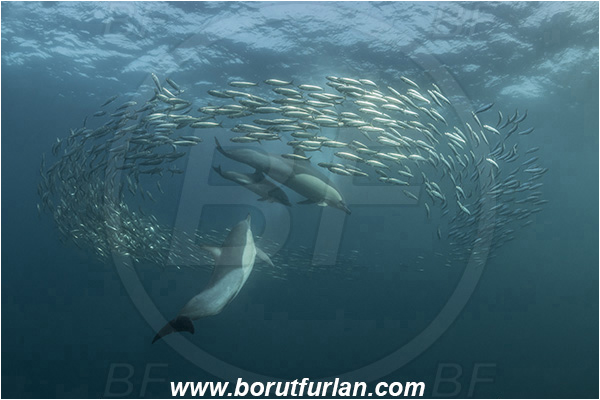 Port St. Johns, South Africa, Indian ocean, Delphinus delphis, Delphinus, Delphinidae, Mammalia, Mammalian, Short-beaked common dolphin, Dolphin, Sardinops sagax, Sardinops, Clupeidae, Fish, Fish school, Feeding, Bait ball, Hunting