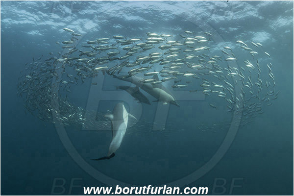Port St. Johns, South Africa, Indian ocean, Delphinus delphis, Delphinus, Delphinidae, Mammalia, Mammalian, Short-beaked common dolphin, Dolphin, Sardinops sagax, Sardinops, Clupeidae, Fish, Fish school, Feeding, Bait ball, Hunting