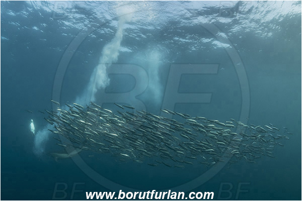 Port St. Johns, South Africa, Indian ocean, Delphinus delphis, Delphinus, Delphinidae, Mammalia, Mammalian, Short-beaked common dolphin, Dolphin, Sardinops sagax, Sardinops, Clupeidae, Fish, Fish school, Feeding, Bait ball, Hunting