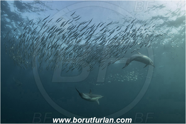 Port St. Johns, South Africa, Indian ocean, Delphinus delphis, Delphinus, Delphinidae, Mammalia, Mammalian, Short-beaked common dolphin, Dolphin, Sardinops sagax, Sardinops, Clupeidae, Fish, Fish school, Feeding, Bait ball, Hunting
