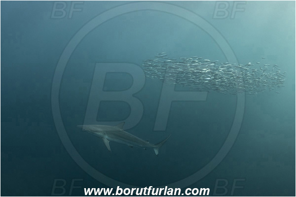 Port St. Johns, South Africa, Indian ocean, Carcharhinus obscurus, Carcharhinus, Carcharhinidae, Elasmobranchii, Dusky shark, Shark, Sardinops sagax, Sardinops, Clupeidae, Fish, Fish school