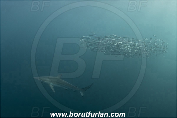 Port St. Johns, South Africa, Indian ocean, Carcharhinus obscurus, Carcharhinus, Carcharhinidae, Elasmobranchii, Dusky shark, Shark, Sardinops sagax, Sardinops, Clupeidae, Fish, Fish school