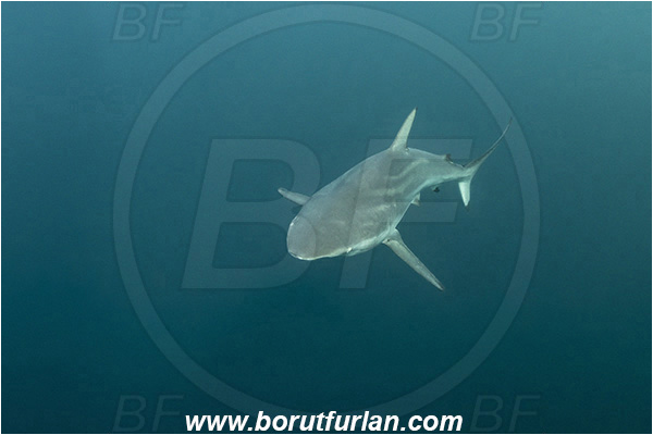 Port St. Johns, South Africa, Indian ocean, Carcharhinus obscurus, Carcharhinus, Carcharhinidae, Elasmobranchii, Dusky shark, Shark, Fish