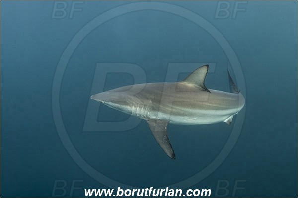 Port St. Johns, South Africa, Indian ocean, Carcharhinus obscurus, Carcharhinus, Carcharhinidae, Elasmobranchii, Dusky shark, Shark, Fish