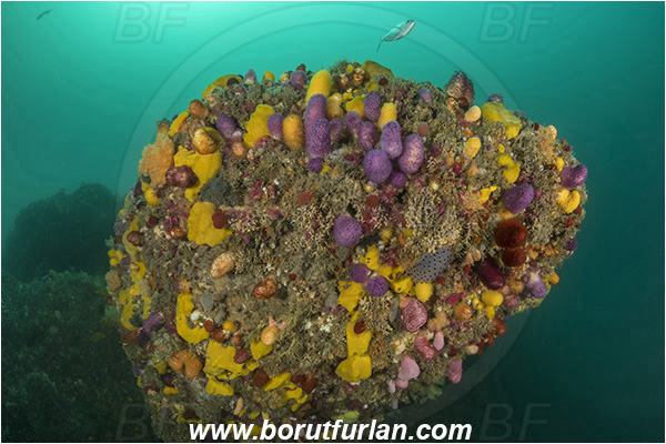 Port St. Johns, South Africa, Indian ocean, Reef, Various benthic life, Cnidaria, Cnidarian