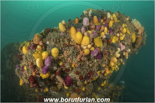 Port St. Johns, South Africa, Indian ocean, Reef, Various benthic life, Cnidaria, Cnidarian