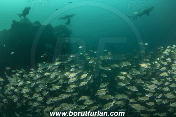 Port St. Johns, South Africa, Indian ocean, Pomadasys striatus, Pomadasys, Haemulidae, Striped grunter, Grunter, Fish, Fish school, Reef, Diver, Shark