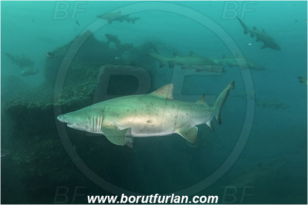 Port St. Johns, South Africa, Indian ocean, Carcharias taurus, Carcharias, Odontaspididae, Elasmobranchii, Sand tiger shark, Spotted ragged-tooth shark, Shark, Fish, Reef, Shark school