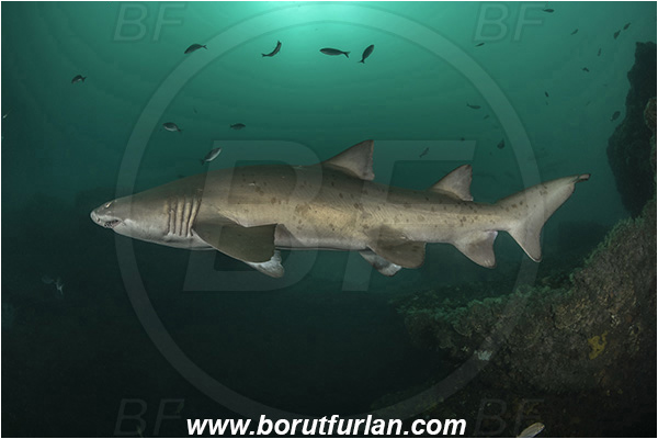 Port St. Johns, South Africa, Indian ocean, Carcharias taurus, Carcharias, Odontaspididae, Elasmobranchii, Sand tiger shark, Spotted ragged-tooth shark, Shark, Fish, Reef