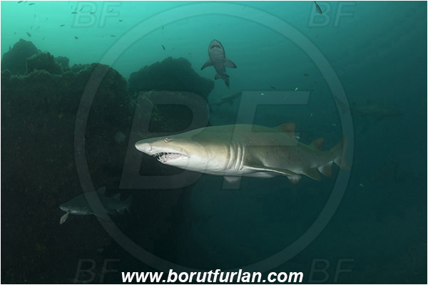 Port St. Johns, South Africa, Indian ocean, Carcharias taurus, Carcharias, Odontaspididae, Elasmobranchii, Sand tiger shark, Spotted ragged-tooth shark, Shark, Fish, Reef