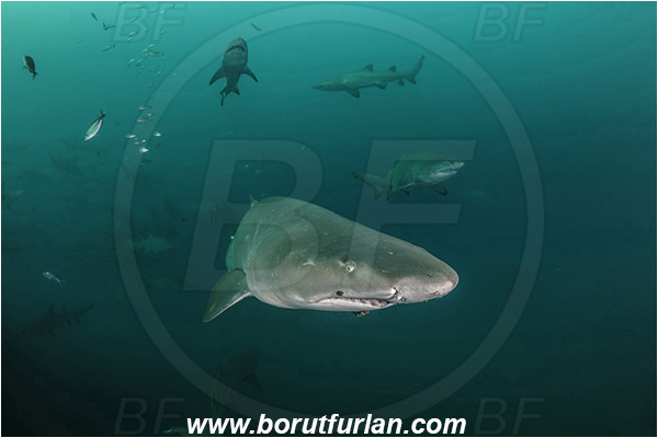 Port St. Johns, South Africa, Indian ocean, Carcharias taurus, Carcharias, Odontaspididae, Elasmobranchii, Sand tiger shark, Spotted ragged-tooth shark, Shark, Fish, Shark school, Portrait
