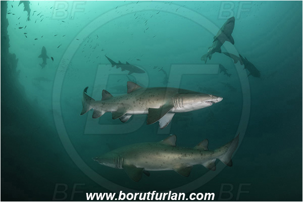 Port St. Johns, South Africa, Indian ocean, Carcharias taurus, Carcharias, Odontaspididae, Elasmobranchii, Sand tiger shark, Spotted ragged-tooth shark, Shark, Fish, Reef, Shark school