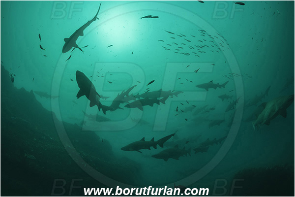 Port St. Johns, South Africa, Indian ocean, Carcharias taurus, Carcharias, Odontaspididae, Elasmobranchii, Sand tiger shark, Spotted ragged-tooth shark, Shark, Fish, Reef, Shark school