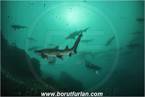 Port St. Johns, South Africa, Indian ocean, Carcharias taurus, Carcharias, Odontaspididae, Elasmobranchii, Sand tiger shark, Spotted ragged-tooth shark, Shark, Fish, Reef, Shark school