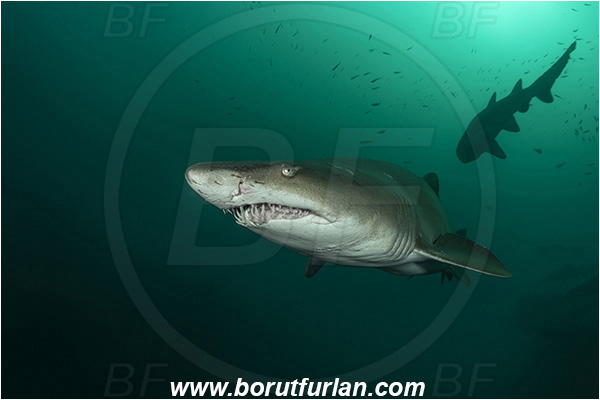 Port St. Johns, South Africa, Indian ocean, Carcharias taurus, Carcharias, Odontaspididae, Elasmobranchii, Sand tiger shark, Spotted ragged-tooth shark, Shark, Fish, Portrait