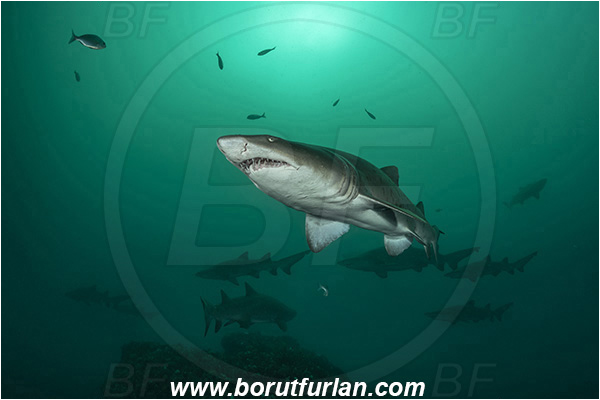 Port St. Johns, South Africa, Indian ocean, Carcharias taurus, Carcharias, Odontaspididae, Elasmobranchii, Sand tiger shark, Spotted ragged-tooth shark, Shark, Fish, Reef, Shark school