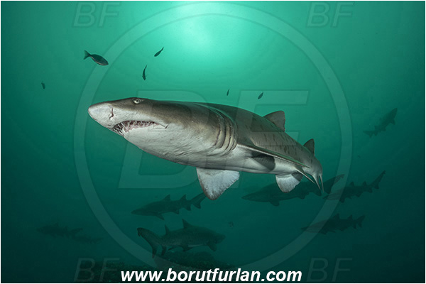 Port St. Johns, South Africa, Indian ocean, Carcharias taurus, Carcharias, Odontaspididae, Elasmobranchii, Sand tiger shark, Spotted ragged-tooth shark, Shark, Fish, Reef, Shark school