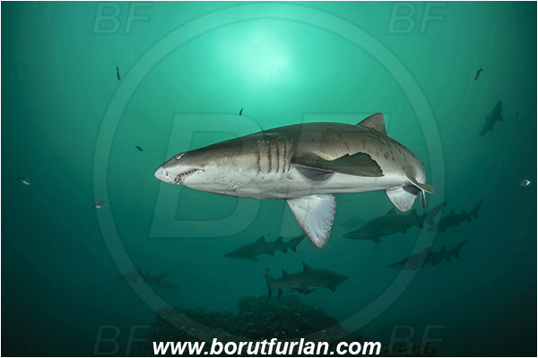 Port St. Johns, South Africa, Indian ocean, Carcharias taurus, Carcharias, Odontaspididae, Elasmobranchii, Sand tiger shark, Spotted ragged-tooth shark, Shark, Fish, Reef, Shark school