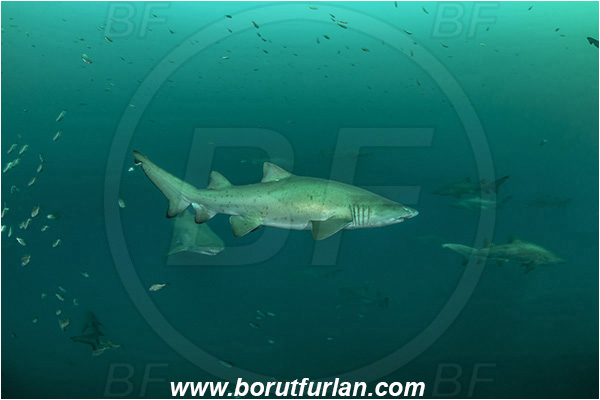 Port St. Johns, South Africa, Indian ocean, Carcharias taurus, Carcharias, Odontaspididae, Elasmobranchii, Sand tiger shark, Spotted ragged-tooth shark, Shark, Fish, Shark school