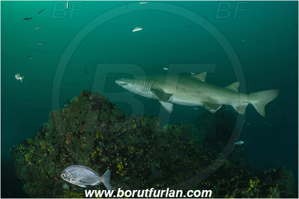 Port St. Johns, South Africa, Indian ocean, Carcharias taurus, Carcharias, Odontaspididae, Elasmobranchii, Sand tiger shark, Spotted ragged-tooth shark, Shark, Fish, Reef