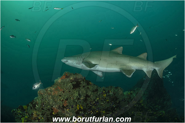Port St. Johns, South Africa, Indian ocean, Carcharias taurus, Carcharias, Odontaspididae, Elasmobranchii, Sand tiger shark, Spotted ragged-tooth shark, Shark, Fish, Reef