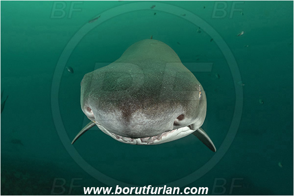 Port St. Johns, South Africa, Indian ocean, Carcharias taurus, Carcharias, Odontaspididae, Elasmobranchii, Sand tiger shark, Spotted ragged-tooth shark, Shark, Fish, Reef, Portrait