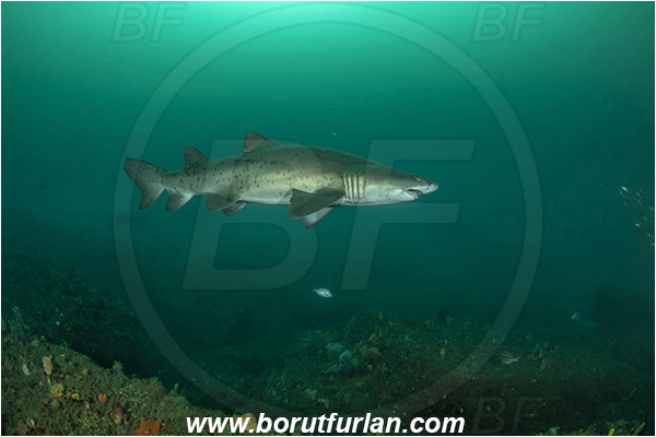 Port St. Johns, South Africa, Indian ocean, Carcharias taurus, Carcharias, Odontaspididae, Elasmobranchii, Sand tiger shark, Spotted ragged-tooth shark, Shark, Fish, Reef