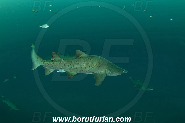 Port St. Johns, South Africa, Indian ocean, Carcharias taurus, Carcharias, Odontaspididae, Elasmobranchii, Sand tiger shark, Spotted ragged-tooth shark, Shark, Fish