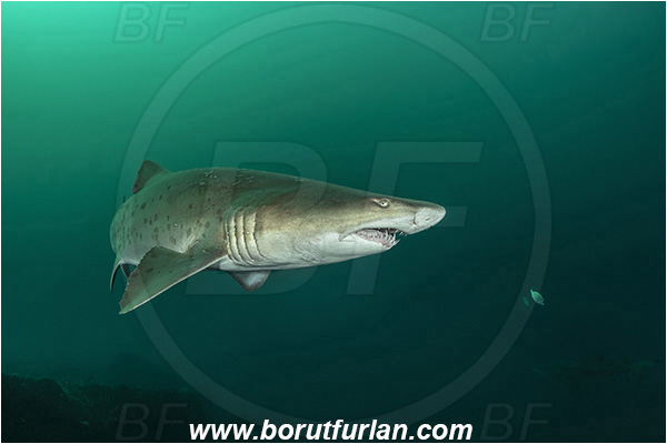Port St. Johns, South Africa, Indian ocean, Carcharias taurus, Carcharias, Odontaspididae, Elasmobranchii, Sand tiger shark, Spotted ragged-tooth shark, Shark, Fish, Reef