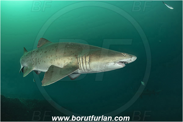 Port St. Johns, South Africa, Indian ocean, Carcharias taurus, Carcharias, Odontaspididae, Elasmobranchii, Sand tiger shark, Spotted ragged-tooth shark, Shark, Fish, Reef