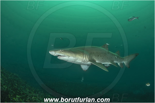 Port St. Johns, South Africa, Indian ocean, Carcharias taurus, Carcharias, Odontaspididae, Elasmobranchii, Sand tiger shark, Spotted ragged-tooth shark, Shark, Fish, Reef