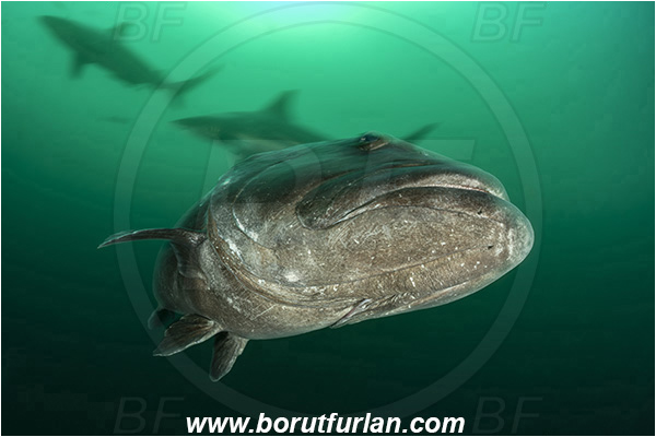 Aliwal shoal, Umkomaas, South Africa, Indian ocean, Epinephelus tukula, Epinephelus, Serranidae, Potato grouper, Grouper, Fish, Portrait, Shark