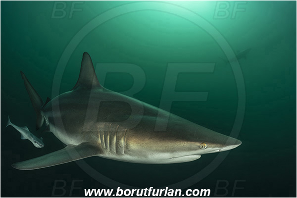 Aliwal shoal, Umkomaas, South Africa, Indian ocean, Carcharhinus limbatus, Carcharhinus, Carcharhinidae, Elasmobranchii, Oceanic blacktip shark, Shark, Fish