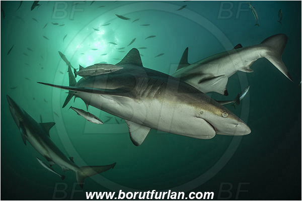 Aliwal shoal, Umkomaas, South Africa, Indian ocean, Carcharhinus limbatus, Carcharhinus, Carcharhinidae, Elasmobranchii, Oceanic blacktip shark, Shark, Echeneis naucrates, Echeneidae, Slender Suckerfish, Suckerfish, Fish