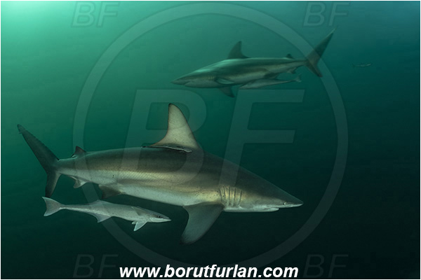 Aliwal shoal, Umkomaas, South Africa, Indian ocean, Carcharhinus limbatus, Carcharhinus, Carcharhinidae, Elasmobranchii, Oceanic blacktip shark, Shark, Echeneis naucrates, Echeneidae, Slender Suckerfish, Suckerfish, Fish