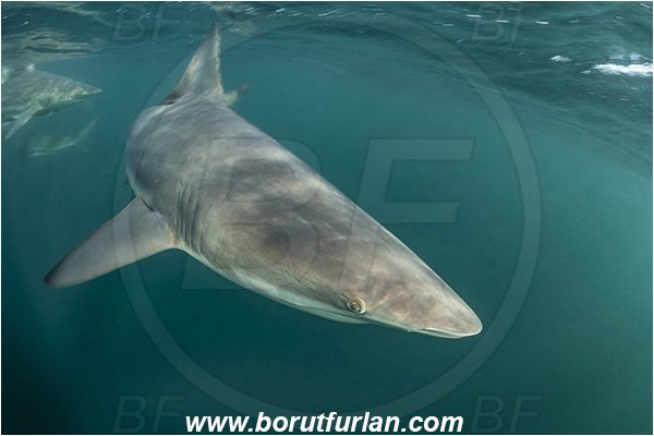 Aliwal shoal, Umkomaas, South Africa, Indian ocean, Carcharhinus limbatus, Carcharhinus, Carcharhinidae, Elasmobranchii, Oceanic blacktip shark, Shark, Fish, Surface