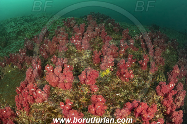 Aliwal shoal, Umkomaas, South Africa, Indian ocean, Dendronephthya sp., Dendronephthya, Nephtheidae, Soft coral, Coral, Anthozoa, Cnidaria, Cnidarian, Reef