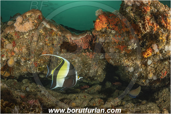 Aliwal shoal, Umkomaas, South Africa, Indian ocean, Zanclus cornutus, Zanclus, Zanclidae, Moorish Idol, Fish, Reef