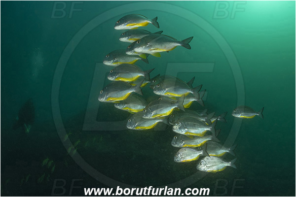 Aliwal shoal, Umkomaas, South Africa, Indian ocean, Rhabdosargus thorpei, Rhabdosargus, Sparidae, Bigeye stumpnose, Seabream, Fish, Fish school, Reef, Diver
