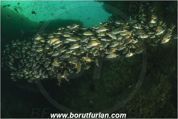 Aliwal shoal, Umkomaas, South Africa, Indian ocean, Pomadasys striatus, Pomadasys, Haemulidae, Striped grunter, Grunter, Fish, Fish school, Reef