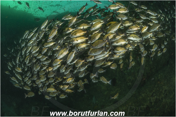 Aliwal shoal, Umkomaas, South Africa, Indian ocean, Pomadasys striatus, Pomadasys, Haemulidae, Striped grunter, Grunter, Fish, Fish school, Reef