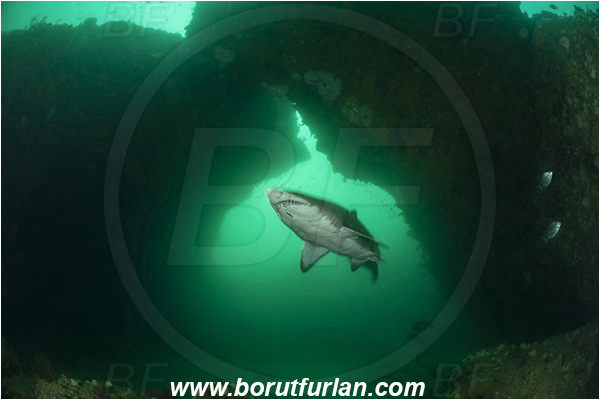 Aliwal shoal, Umkomaas, South Africa, Indian ocean, Carcharias taurus, Carcharias, Odontaspididae, Elasmobranchii, Sand tiger shark, Spotted ragged-tooth shark, Shark, Fish, Reef, Cave