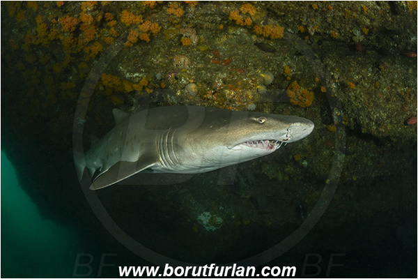 Aliwal shoal, Umkomaas, South Africa, Indian ocean, Carcharias taurus, Carcharias, Odontaspididae, Elasmobranchii, Sand tiger shark, Spotted ragged-tooth shark, Shark, Fish, Reef, Cave