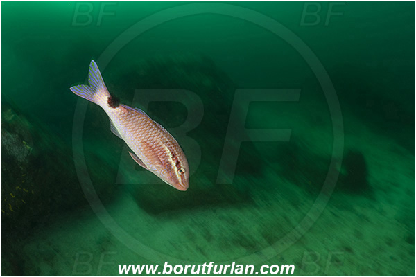 Aliwal shoal, Umkomaas, South Africa, Indian ocean, Parupeneus rubescens, Parupeneus, Mullidae, Rosy goatfish, Goatfish, Fish, Reef