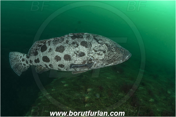 Aliwal shoal, Umkomaas, South Africa, Indian ocean, Epinephelus tukula, Epinephelus, Serranidae, Potato grouper, Grouper, Fish, Reef