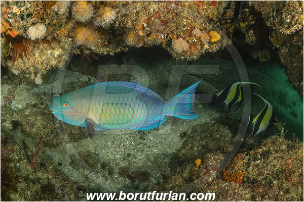 Aliwal shoal, Umkomaas, South Africa, Indian ocean, Scarus rubroviolaceus, Scarus, Scaridae, Ember parrotfish, Redlip parrotfish, Parrotfish, Zanclus cornutus, Zanclus, Zanclidae, Moorish Idol, Fish, Reef, Cave