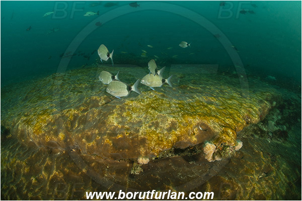 Aliwal shoal, Umkomaas, South Africa, Indian ocean, Diplodus capensis, Diplodus, Sparidae, Blacktail, Cape white seabream, Seabream, Fish, Fish school, Reef