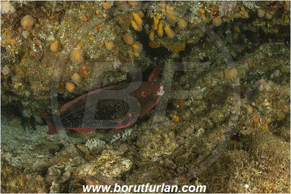 Aliwal shoal, Umkomaas, South Africa, Indian ocean, Scarus rubroviolaceus, Scarus, Scaridae, Ember parrotfish, Redlip parrotfish, Parrotfish, Fish, Reef, Cave, Juvenile