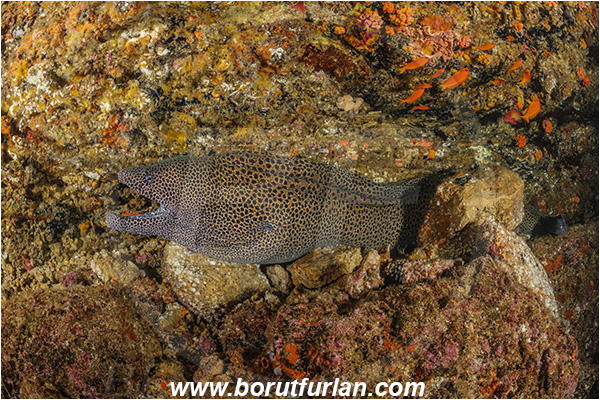 Aliwal shoal, Umkomaas, South Africa, Indian ocean, Gymnothorax favagineus, Gymnothorax, Muraeninae, Honeycomb moray, Tessellate moray, Moray, Fish, Portrait