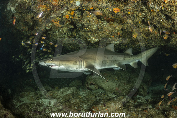 Aliwal shoal, Umkomaas, South Africa, Indian ocean, Carcharias taurus, Carcharias, Odontaspididae, Elasmobranchii, Sand tiger shark, Spotted ragged-tooth shark, Shark, Fish, Cave, Reef